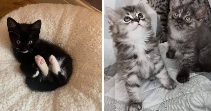 These 12 Kittens Are Adorable