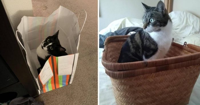 12 Cute Photos Of Succesful Cat Traps