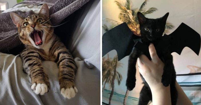 Best Cat Photos Sent To Us This Week (11 October 2020)