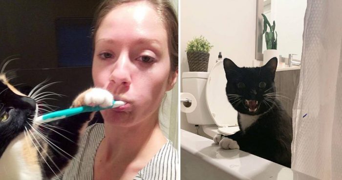 14 Cats Shamelessly Disrespecting People’s Purrsonal Space