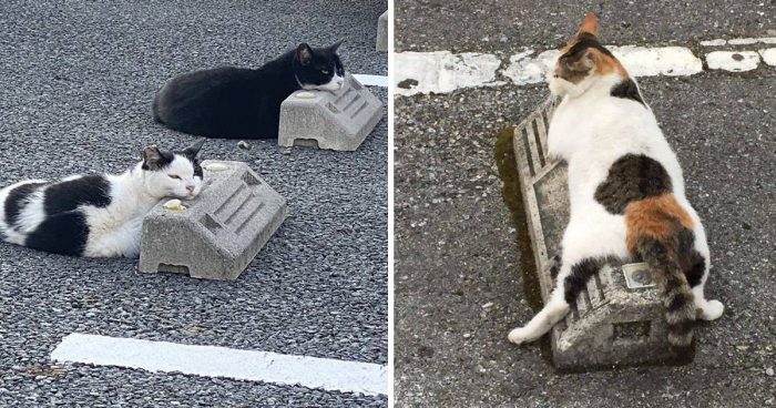 10 Cute Pics Of Cats Using Parking Bumbers As Pillows