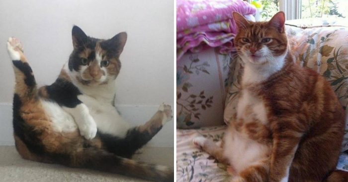 The Unflattering Cat Photo Challenge: 15 Hilarious moments