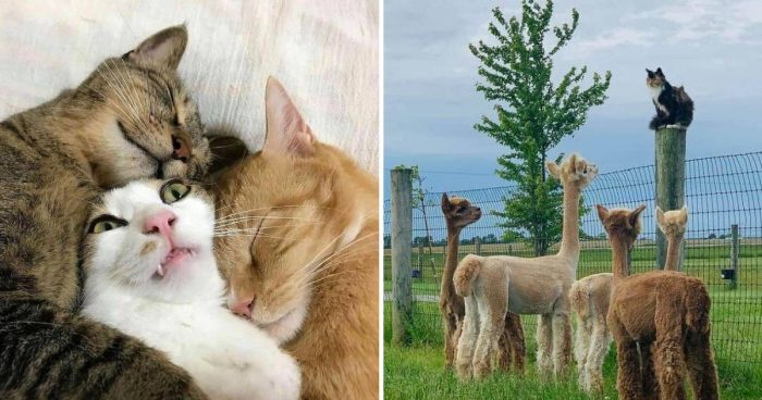 14 Hilarious Cat Posts That Will Make You Laugh