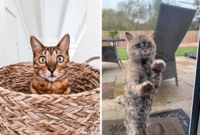 Best Cat Photos Sent To Us This Week (18 October 2020)