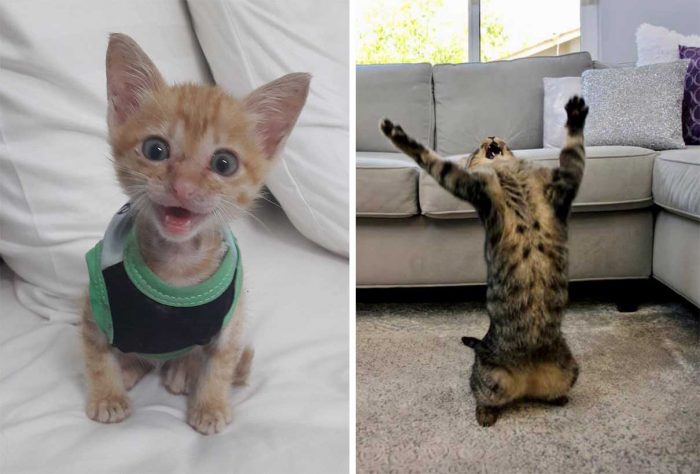 Best Cat Photos Sent To Us This Week (04 October 2020)