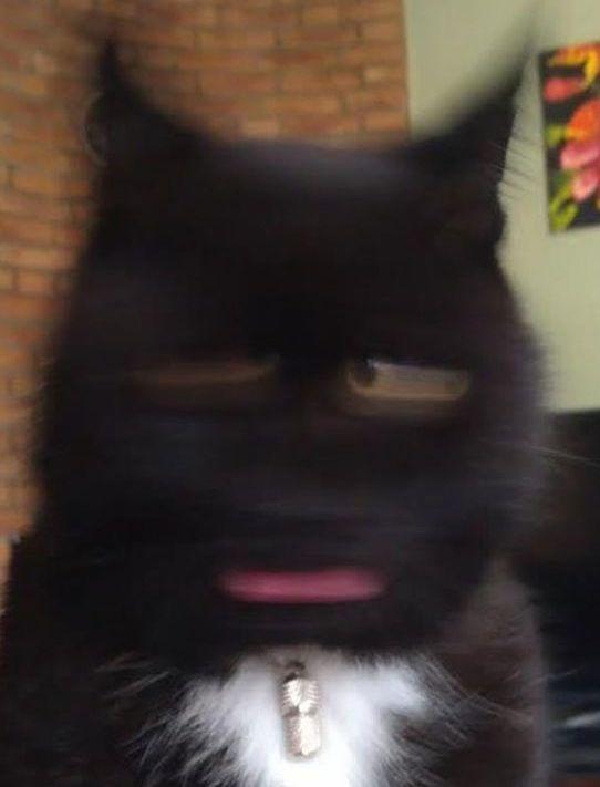 14 Funny Blurry Pictures Of Cats | Viral Cats Blog