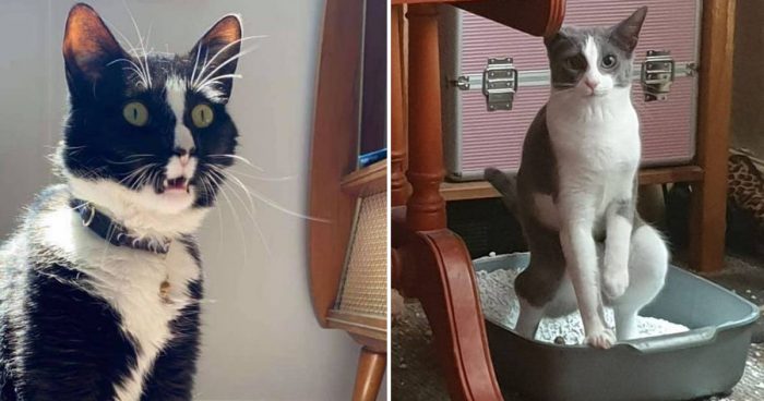 10 Funny Unflattering Photos Of Cats