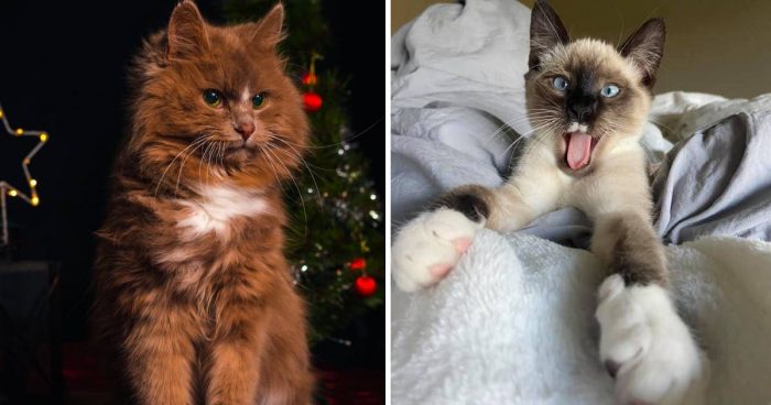 Best Cat Photos Sent To Us This Week (22 November 2020)