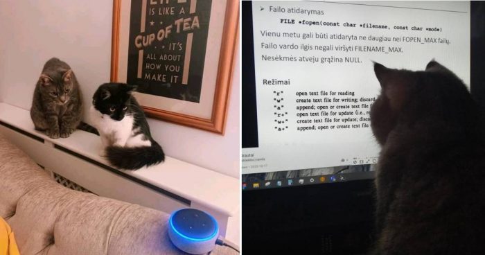 Cats And Technology Cute Compilation