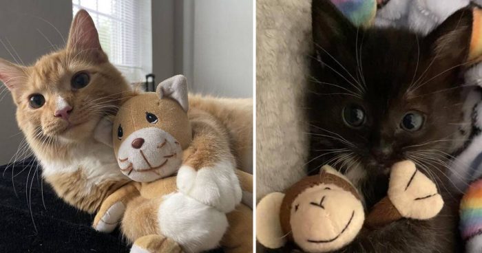 11 Cute Photos Of Cats With Their Favorite Toys