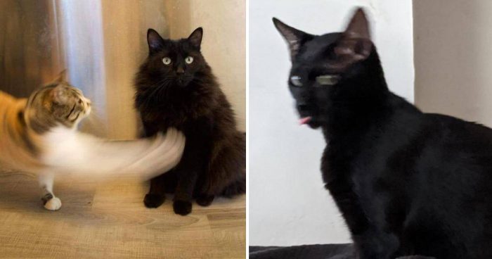14 Funny Blurry Pictures Of Cats