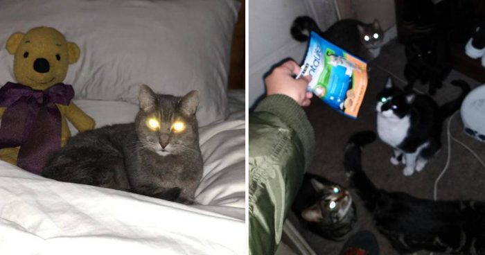 10 Funny Powered Up Cats