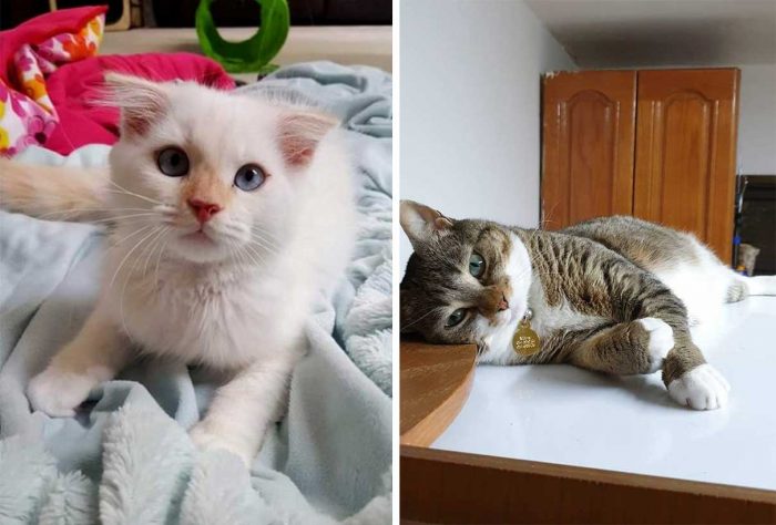 Best Cat Photos Sent To Us This Week (01 November 2020)