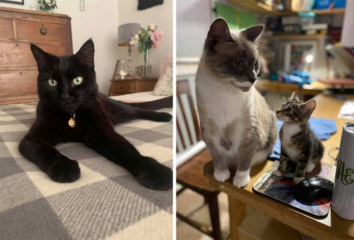 Best Cat Photos Sent To Us This Week (29 November 2020)