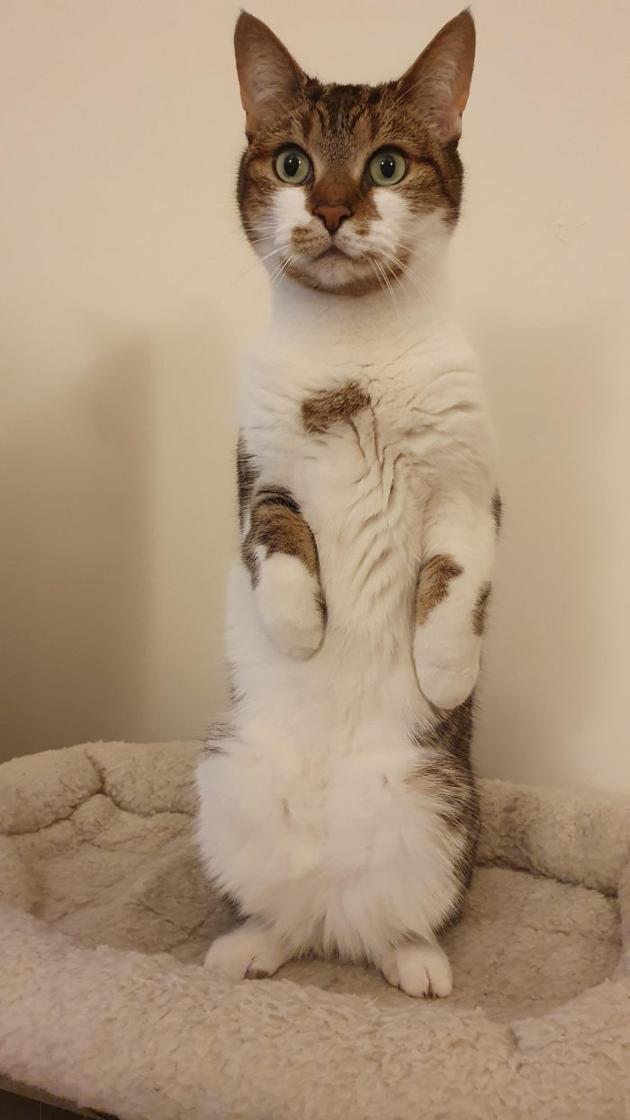 10 Cute And Funny Photos With Cats Standing Up – Viral Cats Blog