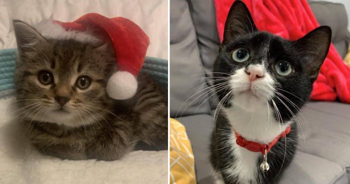14 Adorable Cat Photos Shared By Their Owners