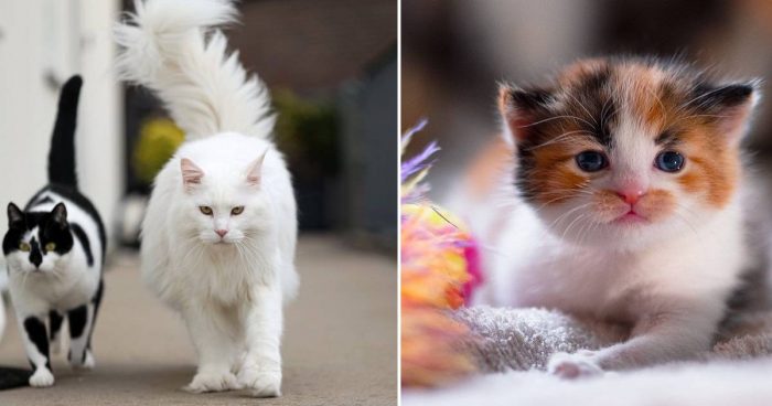 Best Cat Photos Sent To Us This Week (06 December 2020)