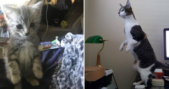 10 Cute And Funny Photos With Cats Standing Up