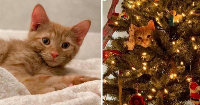12 Adorable Moments With Kittens