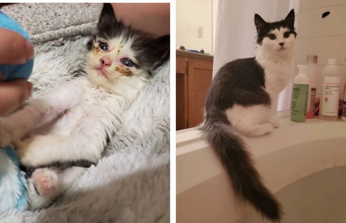 Wholesome Before And After Adoption Photos