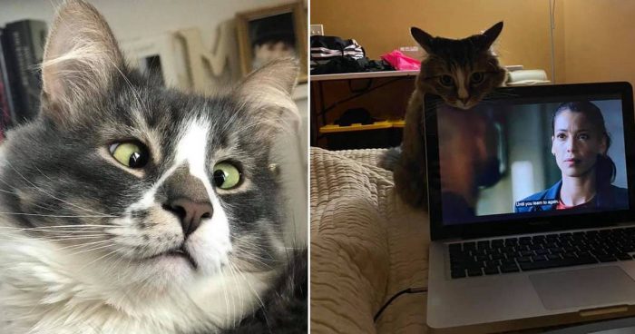 Best Cat Photos Sent To Us This Week (17 January 2021)