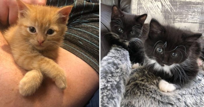 These 10 Kittens Are The Purrfect Way To Start The Weekend