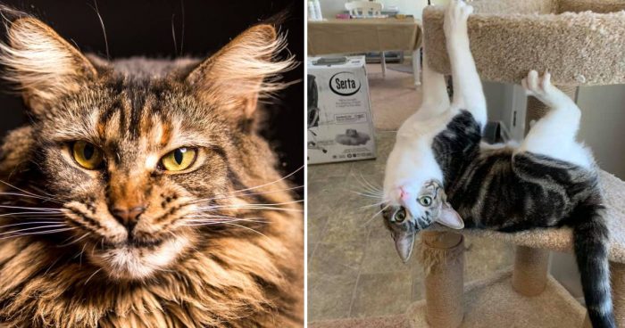 Best Cat Photos Sent To Us This Week (31 January 2021)