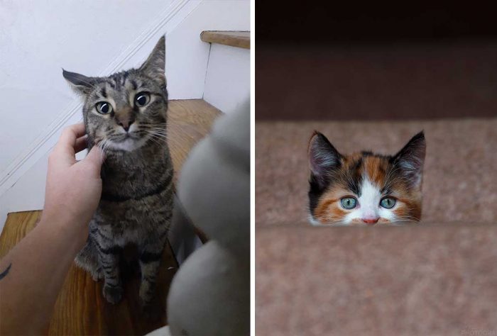Best Cat Photos Sent To Us This Week (10 January 2021)