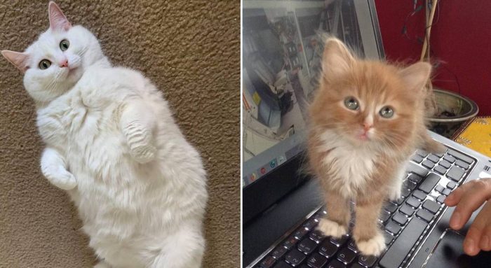 Best Cat Photos Sent To Us This Week (28 February 2021)