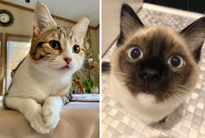 Best Cat Photos Sent To Us This Week (21 March 2021)