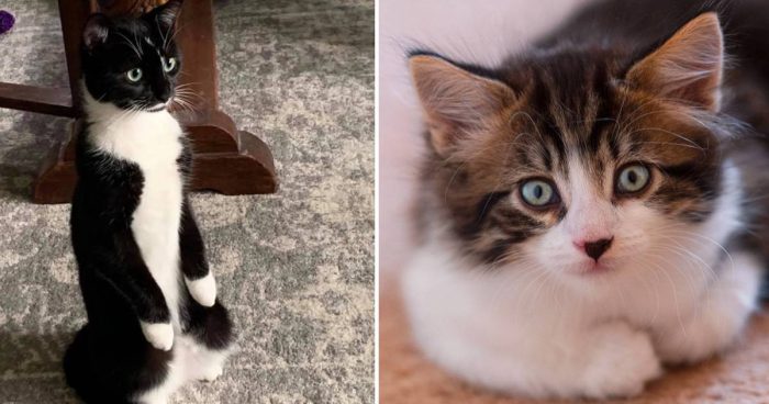 Best Cat Photos Sent To Us This Week (25 April 2021)