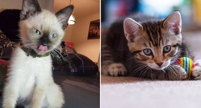 These Kittens Are Adorable (10 Pics)