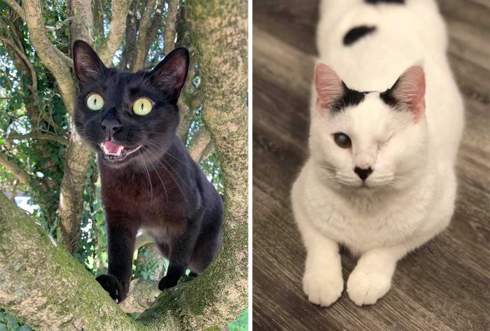 Best Cat Photos Sent To Us This Week (04 April 2021)