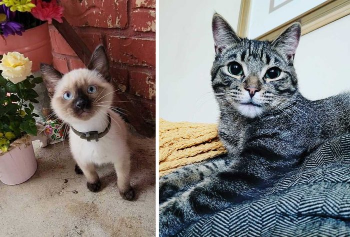 Best Cat Photos Sent To Us This Week (02 May 2021)