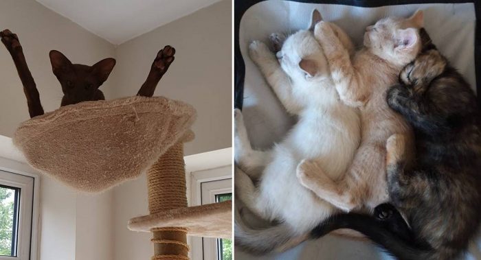 Best Cat Photos Sent To Us This Week (06 June 2021)