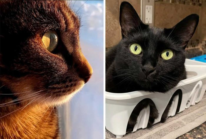 Best Cat Photos Sent To Us This Week (25 July 2021)