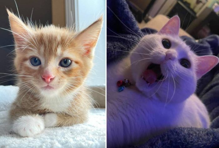 Best Cat Photos Sent To Us This Week (29 August 2021)