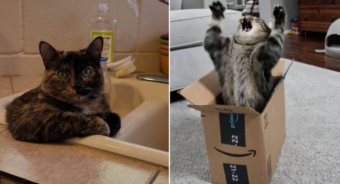 Best Cat Photos Sent To Us This Week (01 August 2021)