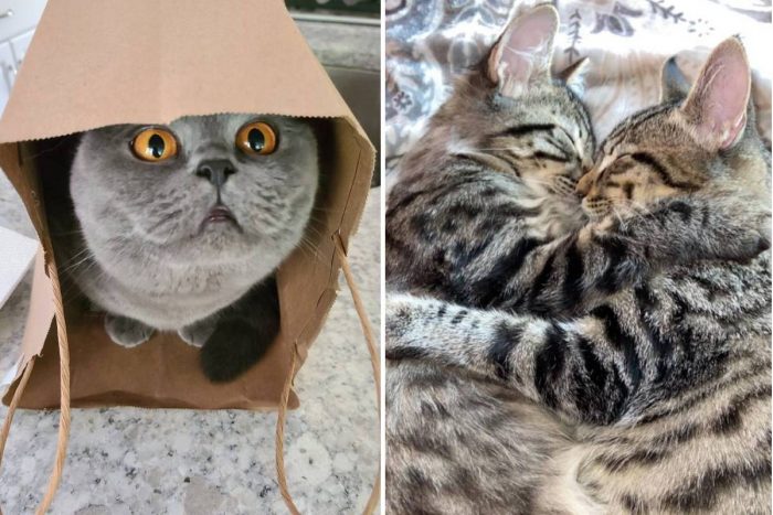 Best Cat Photos Sent To Us This Week (12 September 2021)