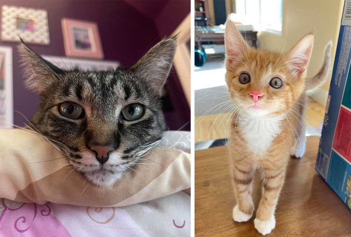 Best Cat Photos Sent To Us This Week (19 September 2021)