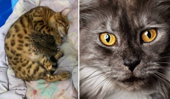Best Cat Photos Sent To Us This Week (24 October 2021)