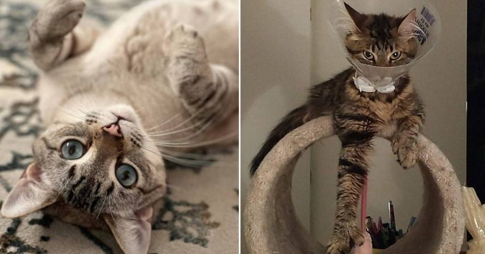 Best Cat Photos Sent To Us This Week (21 November)
