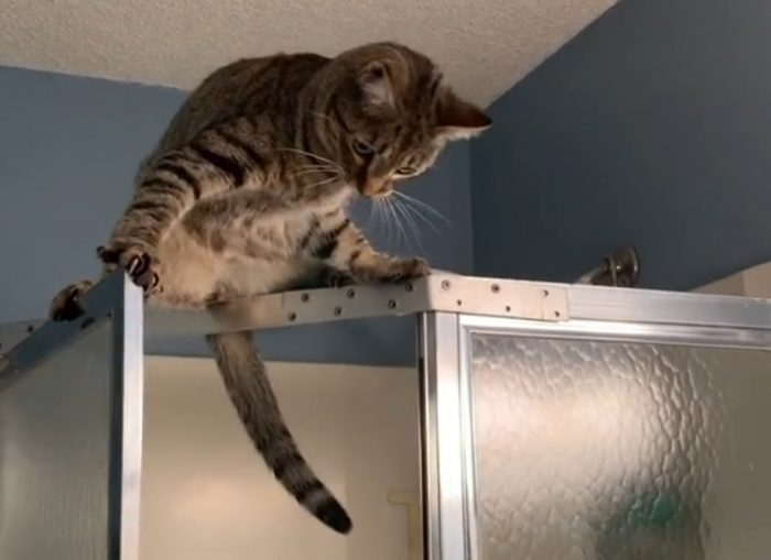 Cat Vs Shower Door Funny Video