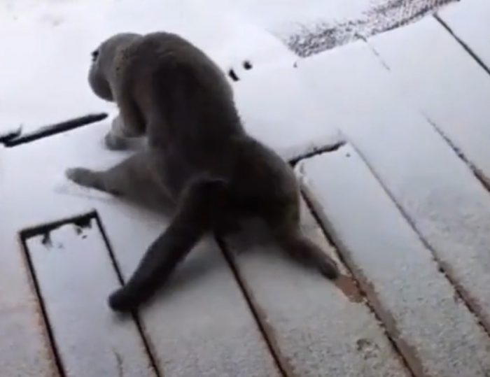 Cats Vs Snow Short Compilation