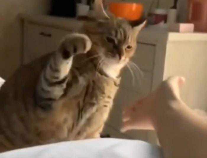 Funny Short Compilation With Weirdo Cats