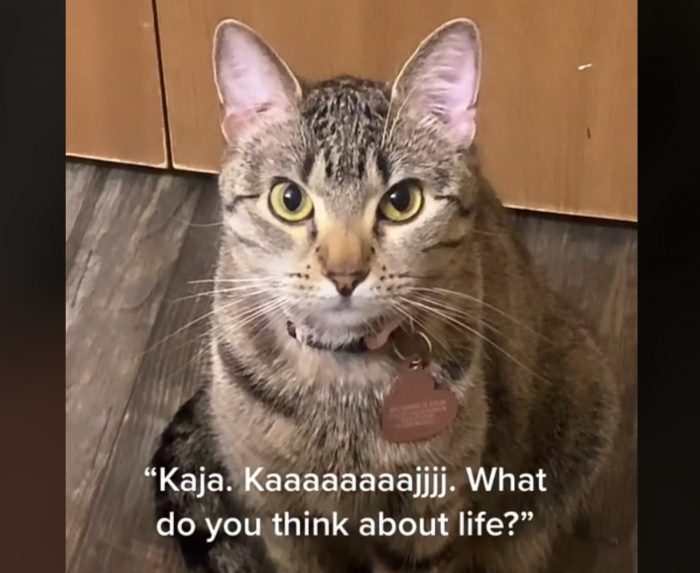 Asking His Cat About Life.. Gets Unexpected Reaction