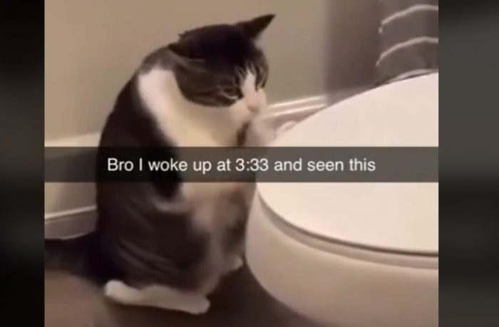 Cat Wakes Up Owner At 3 Am Funny Video