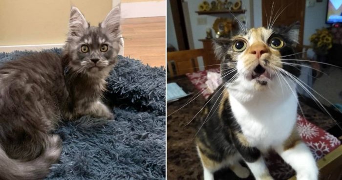 Best Cat Photos Sent To Us This Week (05 December 2021)