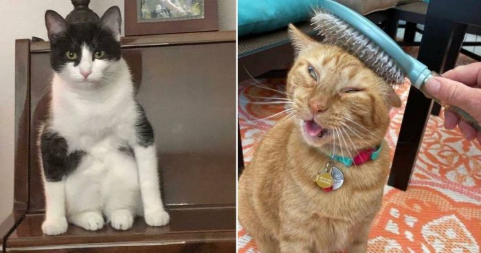 These 12 Cats Acting Weird Are Hilarious