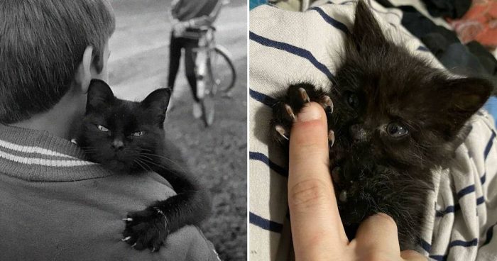 15 Cute Cats With Impressive Murder Mittens